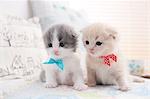 Scottish Fold pets