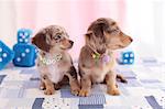 Chihuahua and Miniature Dachshund mixed pets