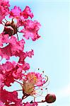 Crape myrtle