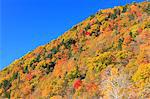 Autumn leaves and sky, Hokkaido