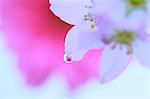 Water droplets on cherry blossoms