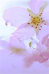 Water droplets on cherry blossoms