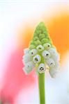 Muscari