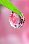 Water droplet on leaf