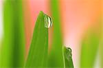 Water droplets on leaf