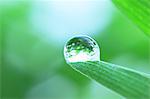 Water droplet on leaf