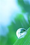 Water droplet on leaf