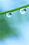 Water droplets on leaf