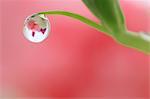 Water droplet on leaf