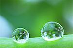 Water droplets on pea