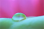 Water droplet on broad bean