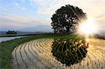 Tree reflected on rice paddy, Yamanashi Prefecture