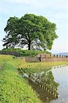 Tree reflected on rice paddy, Yamanashi Prefecture