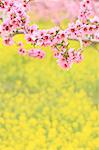 Peach blossoms and rapeseed field, Yamanashi Prefecture