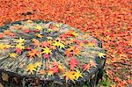 Falling maple leaves on tree stump