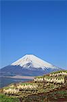 Dried radish and Mount Fuji, Shizuoka Prefecture