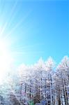 Rimed larch forest and sky, Nagano Prefecture