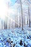 Rimed larch forest, Nagano Prefecture