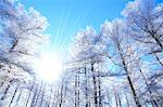 Rimed larch forest and sky, Nagano Prefecture