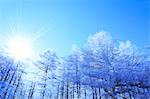 Rimed larch forest and sky, Nagano Prefecture