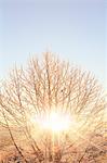 Sun filtering through rimed tree, Nagano Prefecture