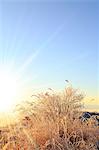 Rimed Japanese silver grass and sky, Nagano Prefecture