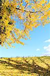 Ginkgo biloba grassland and sky