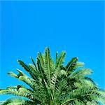 Japanese sago palm tree and sky