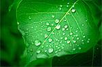 Raindrops on green leaf