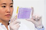 Close up of female scientist examining samples in microtiter plate with crystal violet solution
