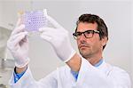 Male scientist in laboratory with 96-well microtiter plate with crystal violet solution to examine toxicity