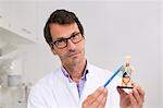 Male scientist holding up miniature anatomical model