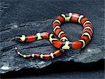 Pueblan Milk Snake (Lampropeltis triangulum campbelli)