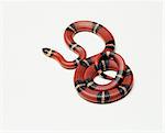 Pueblan Milk Snake (Lampropeltis trangulum campbelli), studio shot