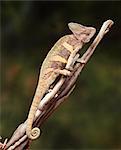 Chameleon on a branch