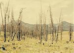 Fire Damaged Trees And Forest In Payette National Forest In Valley County, Indiana.