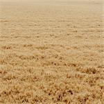 A Wheat Field With A Ripening Crop Of Wheat Growing. Wind Blowing Over The Top Of The Crops.