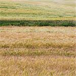 A Wheat Field With A Ripening Crop Of Wheat Growing. Mixed Crops, Wheat And Grasses. Wind Blowing Over The Top Of The Crops.