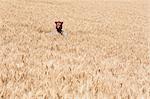 Wheat Fields In Washington. A Person Wearing A Bear Mask Looking Up Over The Ripe Crop.