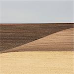 Wheat Fields In Washington. A Ripe Crop And Undulating Landscape.