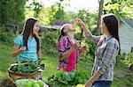 Organic Farm. Summer Party. A Woman Feeding A Young Girl Fresh Picked Cherries.