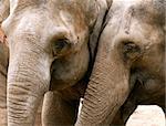 Closeup of the heads of two elephants