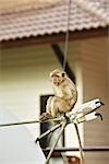 funny macaque monkey sitting on satellite antenna