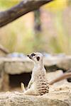 meerkat sitting on a ground and looking ahead