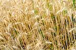 Closeup of golden wheat field in summer.