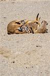 Group of suricates playing in the sand.