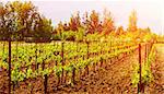 Beautiful grape valley, bright sunset, agricultural landscape, autumn nature, harvest season, ripe juicy fruits, vineyard, vine production, viticulture concept