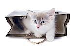 playing birman kitten in front of white background