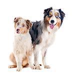 purebred australian shepherds  in front of white background