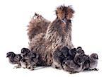 A small bantam silkie and her chicks on a white background
